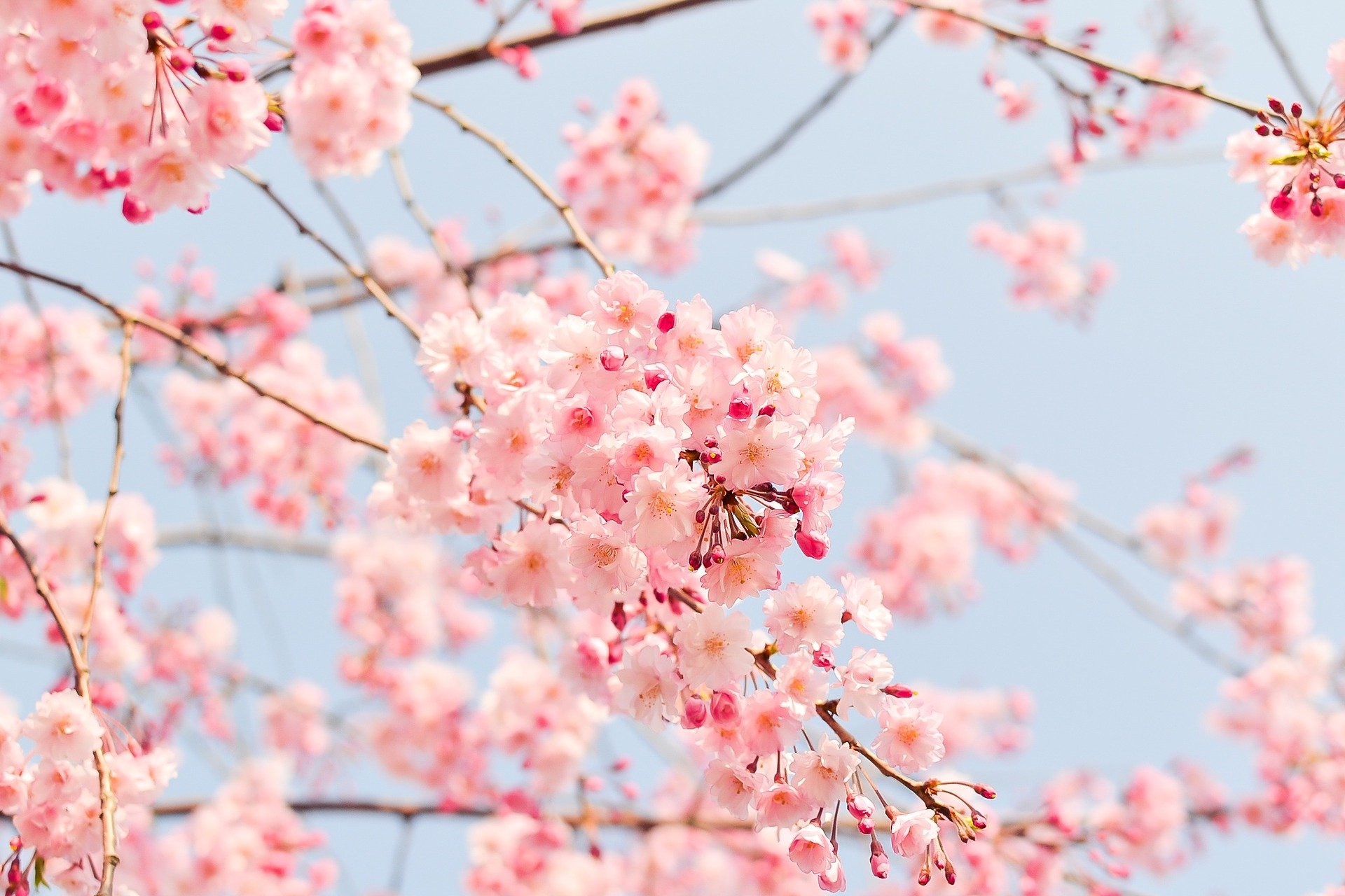 桜が開花したらお花見もファッションも楽しもう！