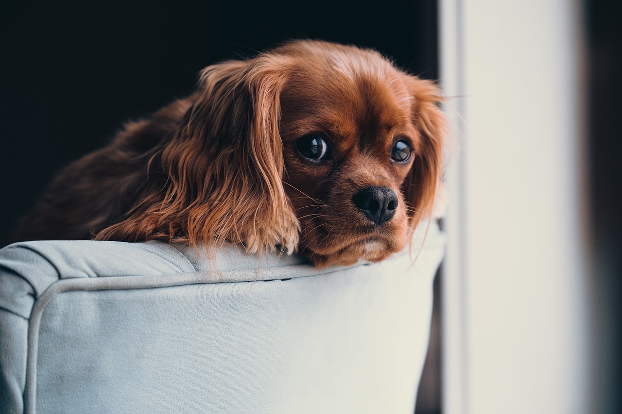 一人暮らしでも犬を飼える？後悔しないために考えるべきこと